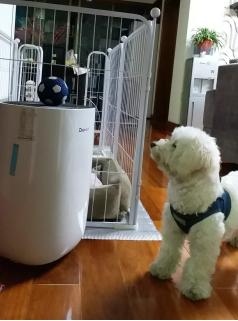 梅雨季节狗应该注意什么,雨季如何预防狗得皮肤病