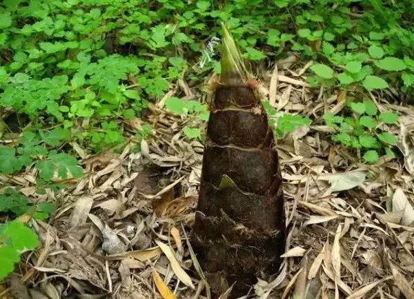 曾经沧海难为水,尝罢春笋不知鲜