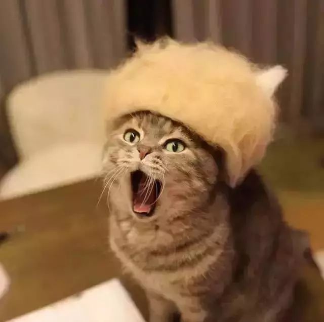 猫头秃了一块毛是怎么回事,为什么猫一直掉毛还不秃