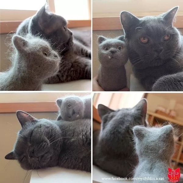 养猫铲屎官注意事项,铲屎官爱猫的三种境界