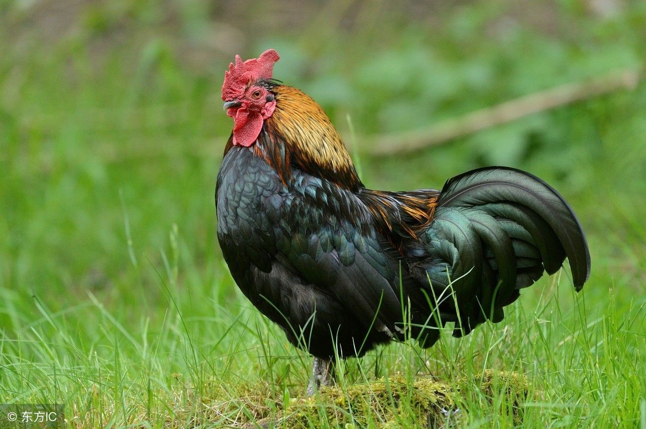 最简单育虫喂鸡技术,诱虫养鸡