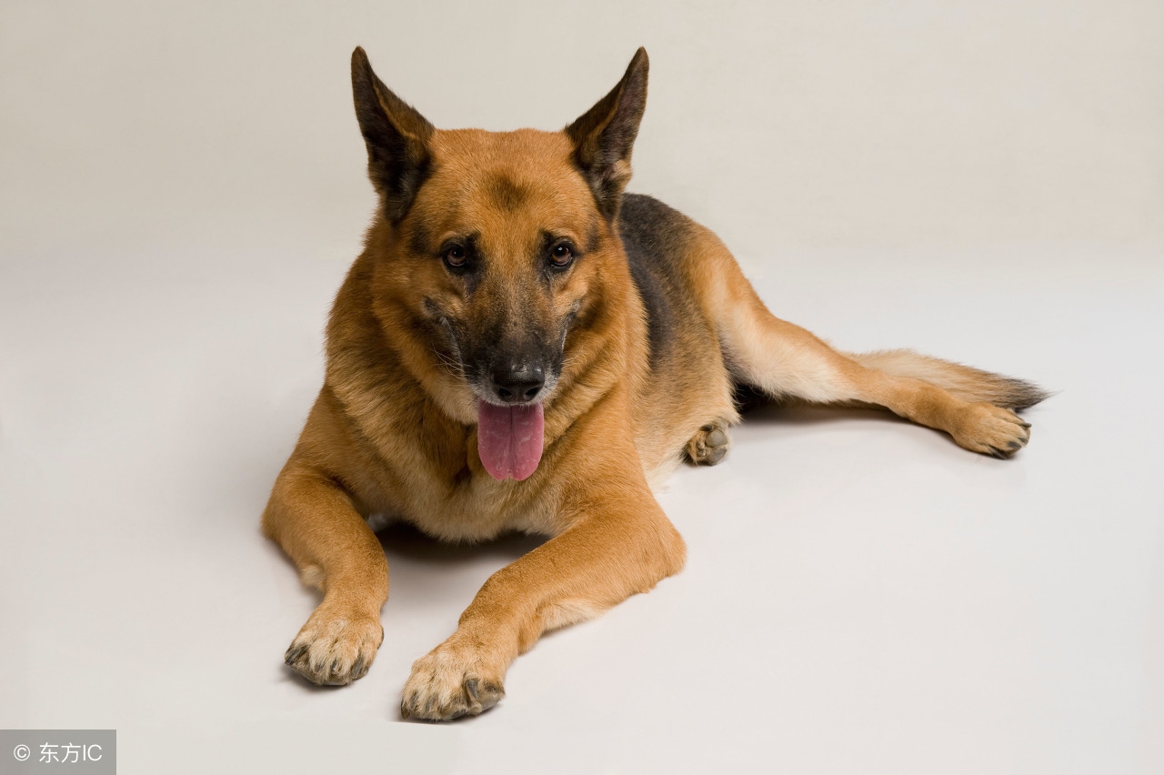 德牧发情期间吃什么药预防,德牧发情怎么预防空窝