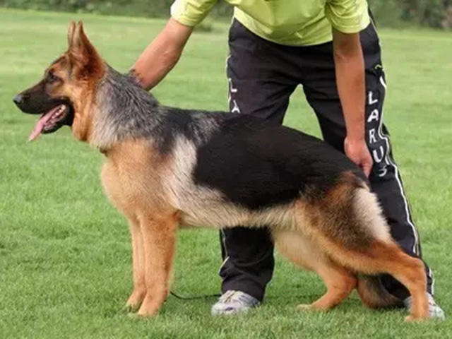 德牧发情期间吃什么药预防,德牧发情怎么预防空窝