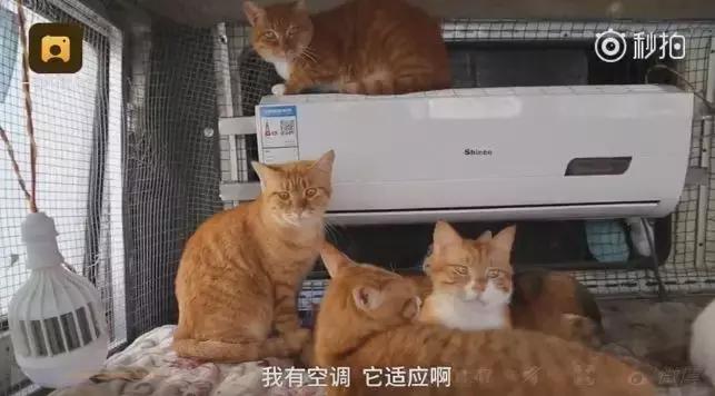 【三分钟法治新闻全知道】奇闻！特朗普“玩”出新高度，竟在白宫设立了一个神秘的宗教组织……