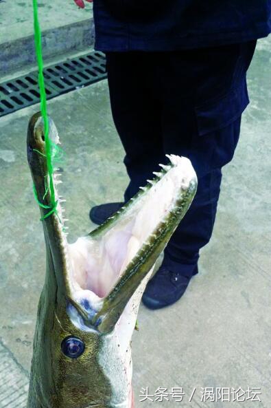 在小区中发现池塘中怪鱼,池塘里突然出现怪鱼
