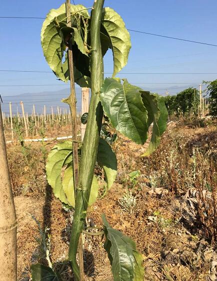 百香果病毒病的症状图片,百香果病毒病图谱及防治