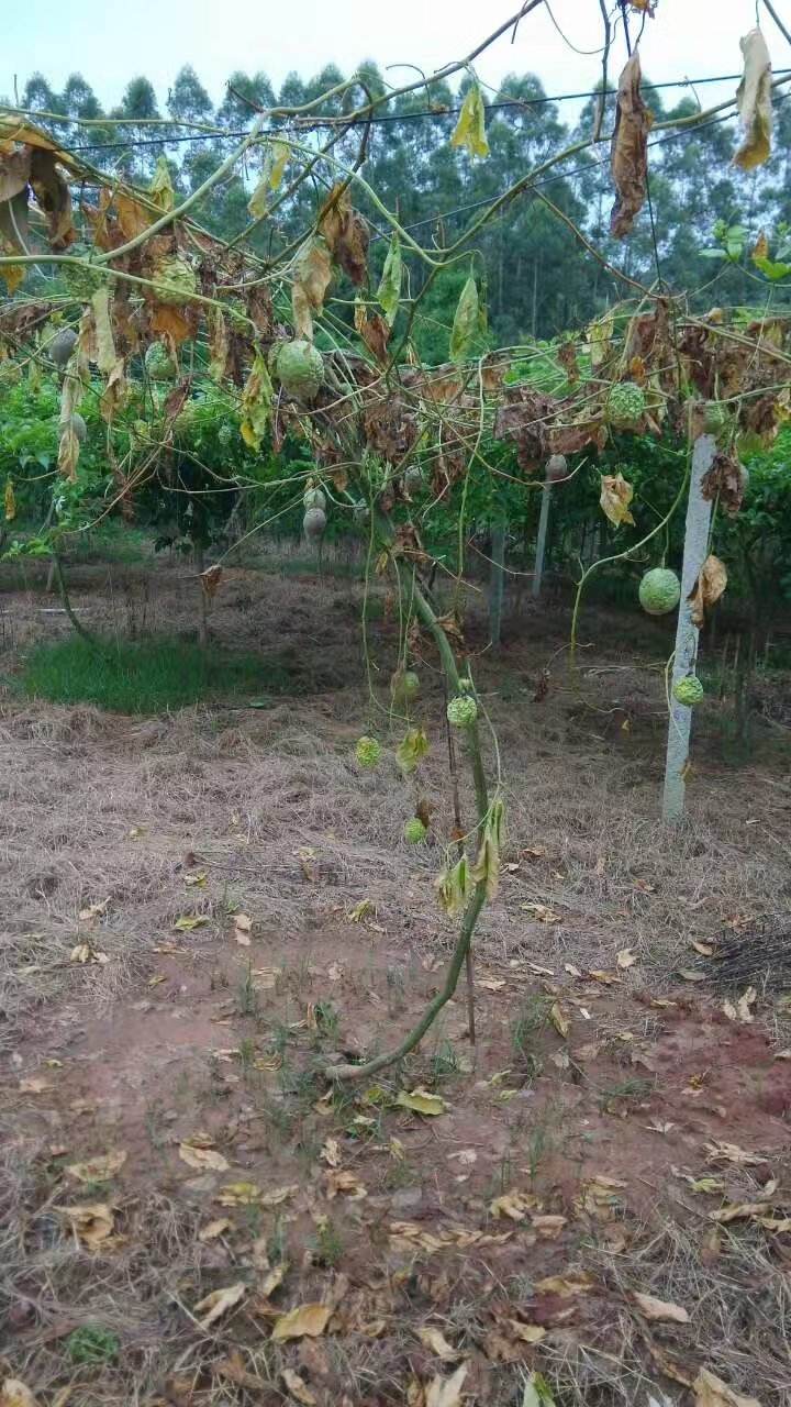 百香果病毒病的症状图片,百香果病毒病图谱及防治