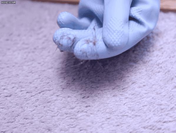 室内毛发清洁方法,家里地面毛发用什么方法去除