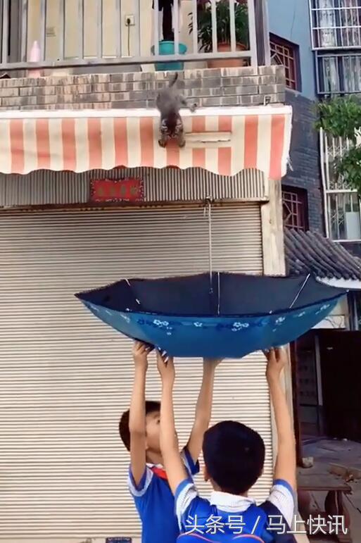 小猫咪从4楼摔下来该怎么办,小猫咪从一米多高的地方摔下来