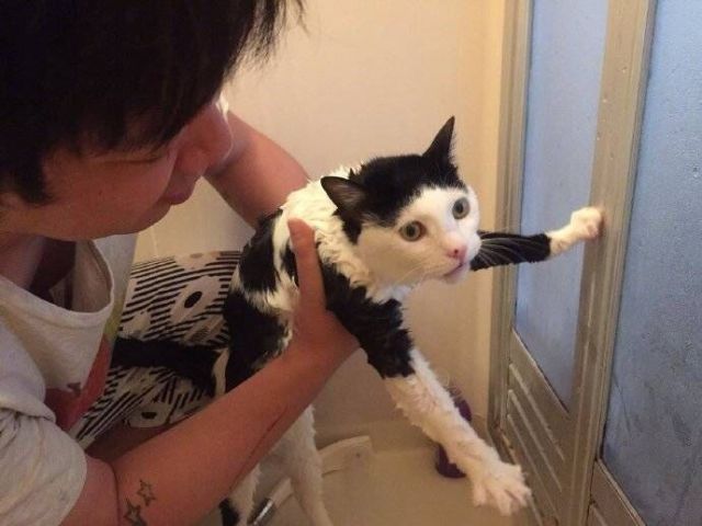 给猫咪洗澡的正确方法,给猫咪洗澡的全过程步骤技巧