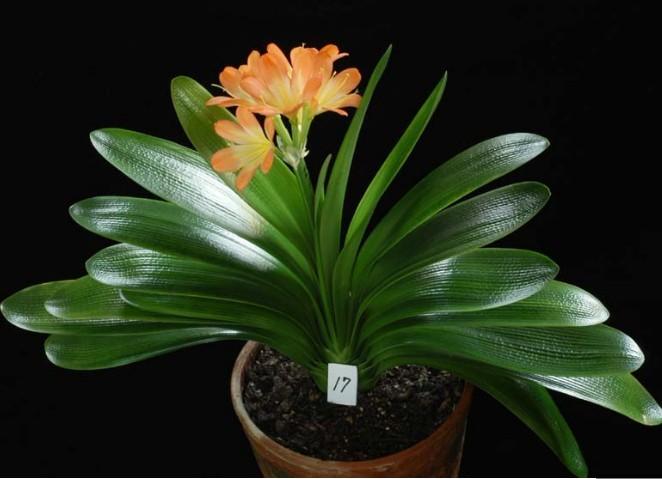 君子兰夹箭只需一招就能解决,君子兰花箭抽出2公分还算夹箭吗