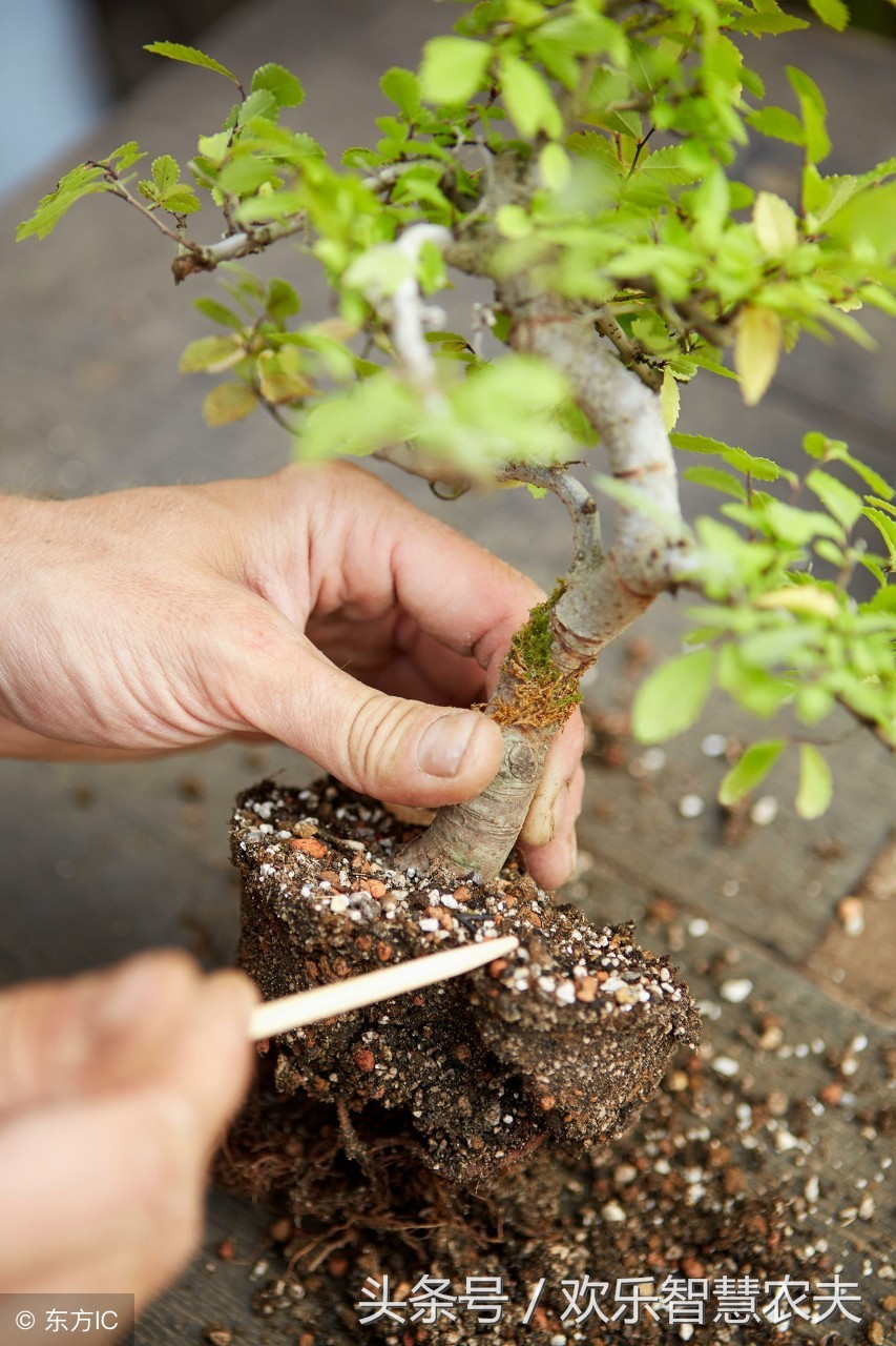 花卉市场买盆栽避坑,购买盆栽注意什么细节