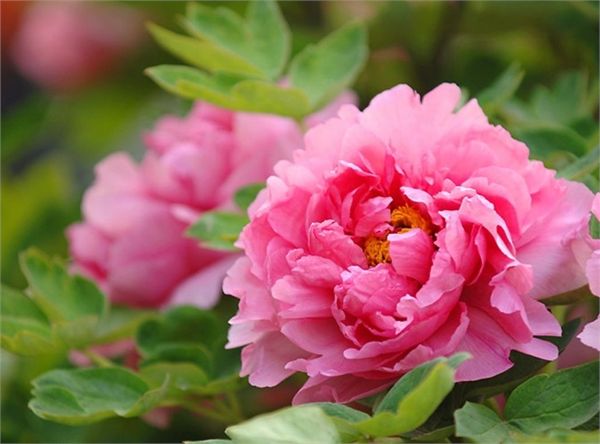 牡丹花的寓意与花语是什么呢,牡丹花的花语和寓意和象征是什么