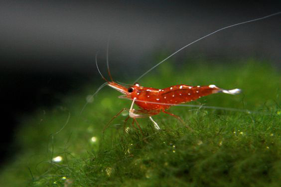 观赏虾和鱼,蓝色的观赏虾