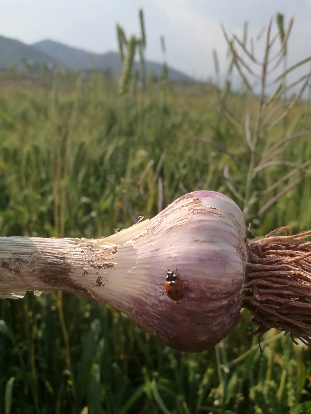 浜戝崡澶х悊灞辫揣,澶х悊灞辫揣鎵瑰彂