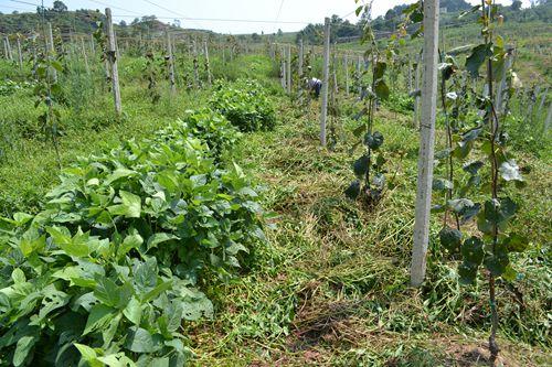 种植猕猴桃地可以套种吗,成林猕猴桃园最佳套种组合