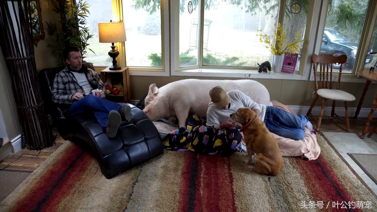 茶杯猪怎么养,茶杯猪能下多少猪仔