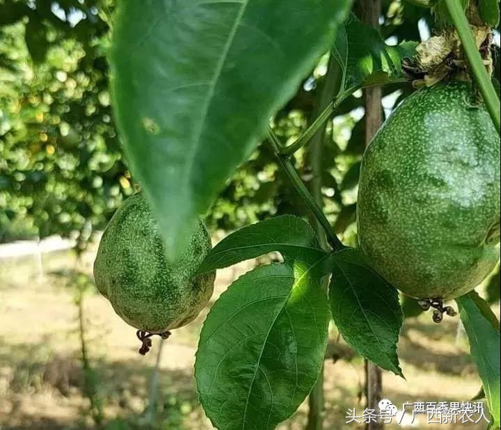 百香果病害图谱及防治,百香果果实病毒病图谱及防治