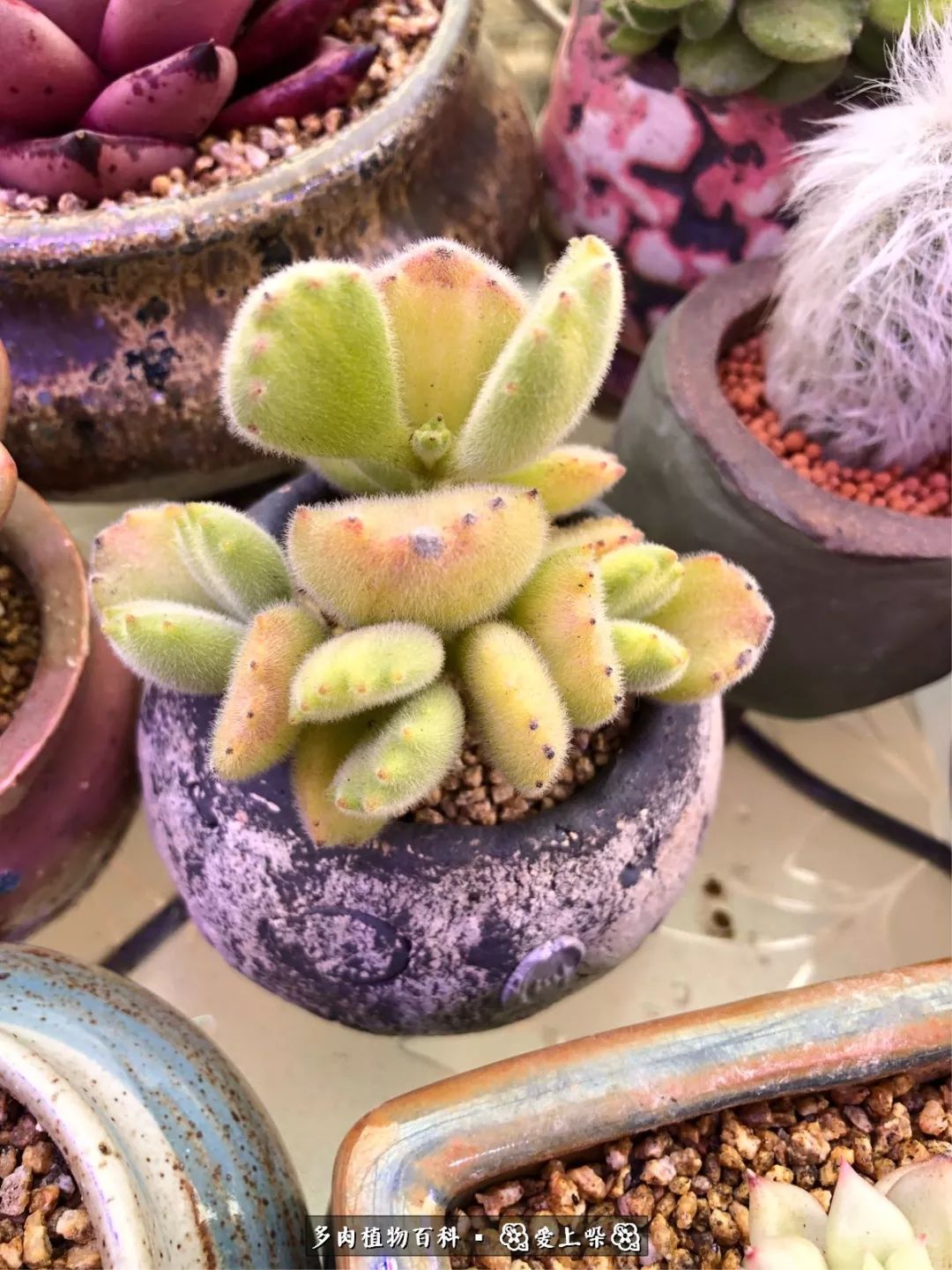 没阳光的多肉也如此迷人,不需要很多阳光的多肉