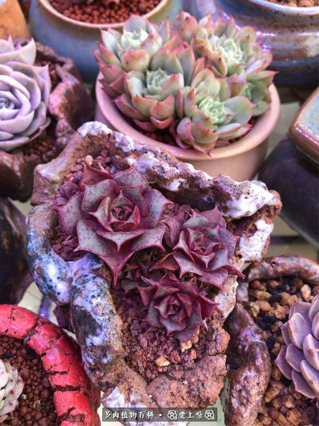 没阳光的多肉也如此迷人,不需要很多阳光的多肉