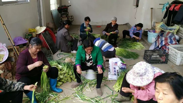 抽了蒜苔卖蒜苗,抽出来的蒜苔好短