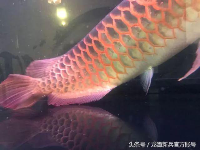 养了十年的龙鱼抱卵了,养了4年的龙鱼还能活多久