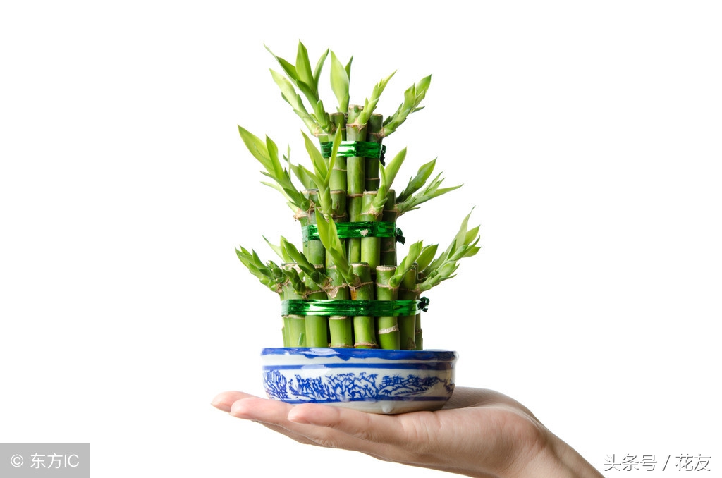 富贵竹常见的病虫害防治方法,富贵竹水培病害