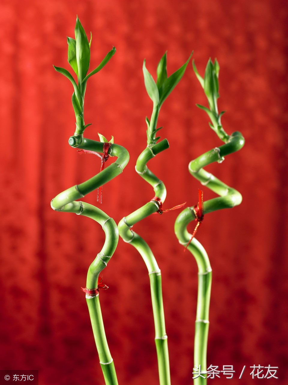 富贵竹常见的病虫害防治方法,富贵竹水培病害