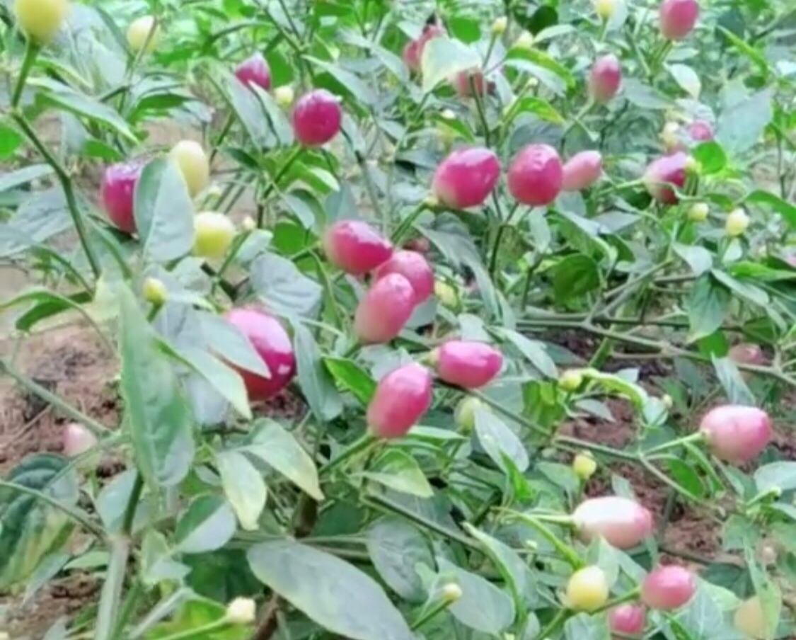 农村地里长的假樱桃,农村假樱桃