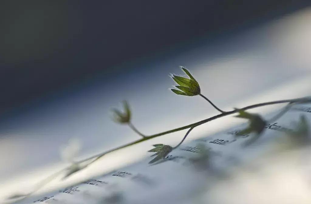 诗意的生活也可以很简单,生活只需一颗向往美好的心