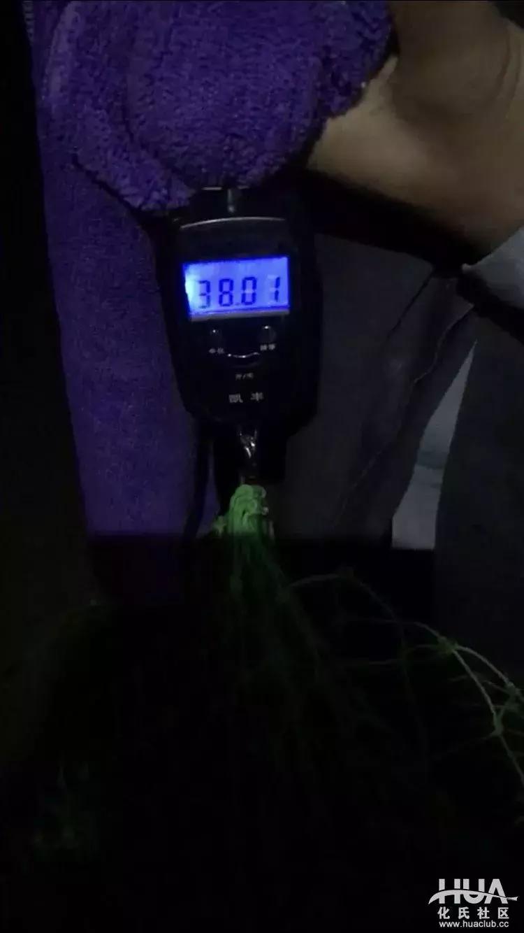 一味EX钓竿夜钓上38斤巨青，半小时遛翻大物！