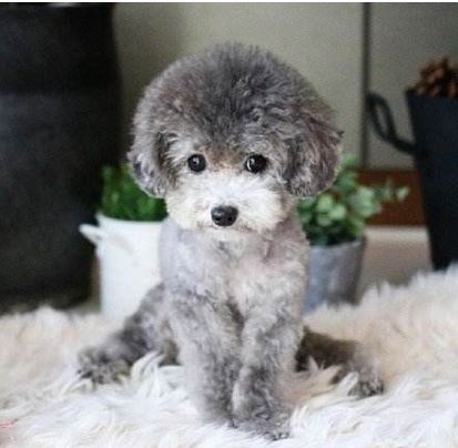 泰迪狗狗怎么养爆毛好呢,怎么喂养小体泰迪狗狗毛发亮