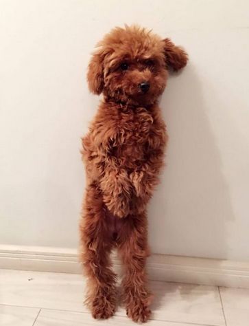 泰迪狗狗怎么养爆毛好呢,怎么喂养小体泰迪狗狗毛发亮