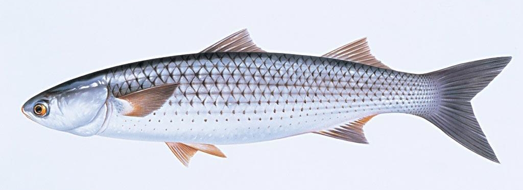 日式料理四种鱼,日本料理一般有哪些鱼