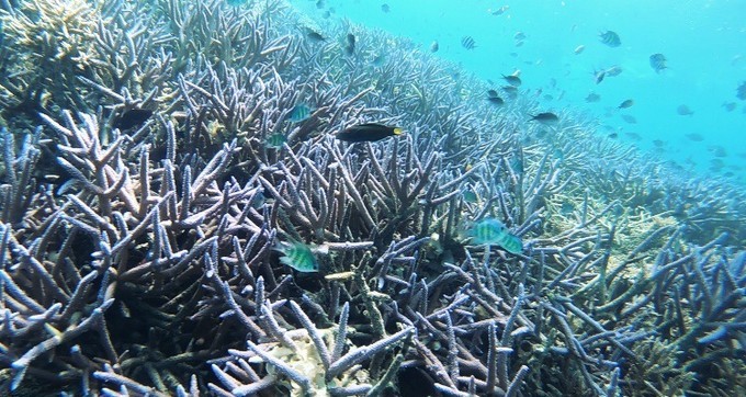 不需要做任何攻略就去的海岛国家!这样便可以玩转帕劳!