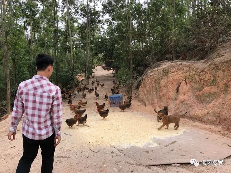 退伍军人养鸡创业致富,90后农村小哥辞职回乡创业养鸡