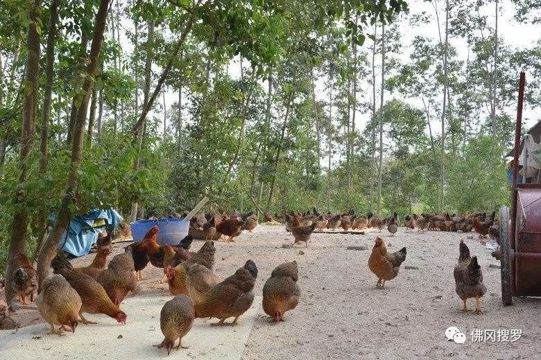 退伍军人养鸡创业致富,90后农村小哥辞职回乡创业养鸡