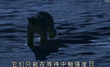 被奉为神明合集,bbc神级纪录片life第02集