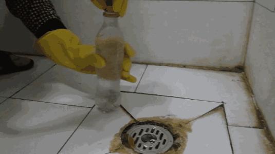 家里有小飞虫是家里太脏了么,家里有小飞虫需要害怕吗