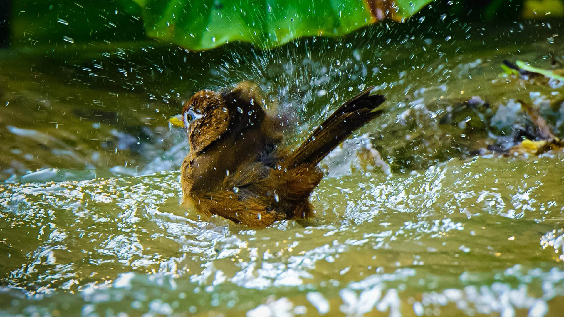 画眉鸟不洗澡怎么解决,画眉鸟不爱洗澡怎么办呢
