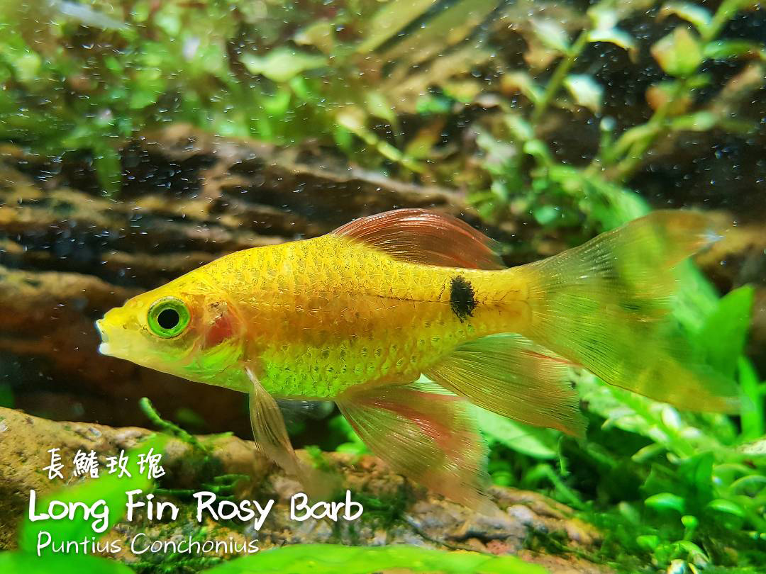 各种小型热带鱼图片大全及名字,41种热带鱼