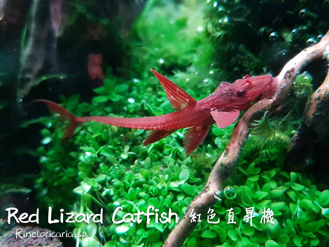 观赏鱼热带鱼品种,热带鱼品种太多认不清