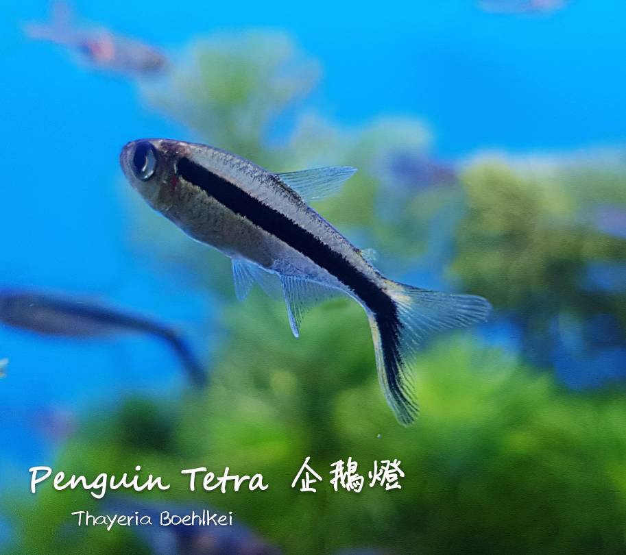 观赏鱼热带鱼品种,热带鱼品种太多认不清