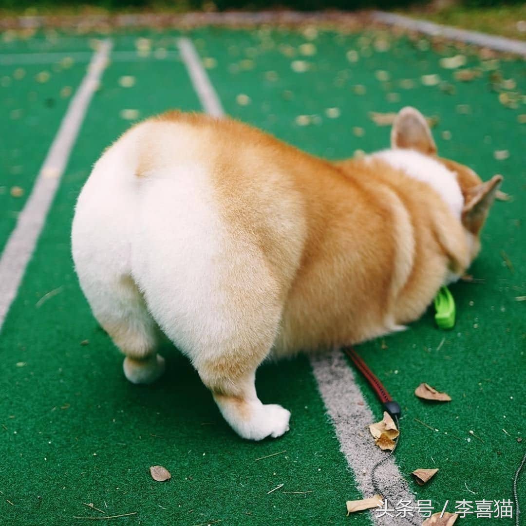 柯基大长腿和小短腿日常,别看柯基小小的脾气可不得了