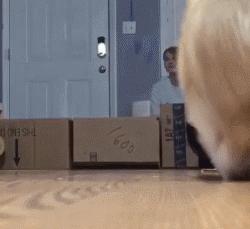 柯基大长腿和小短腿日常,别看柯基小小的脾气可不得了