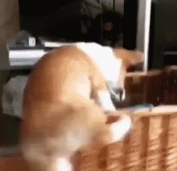 柯基大长腿和小短腿日常,别看柯基小小的脾气可不得了