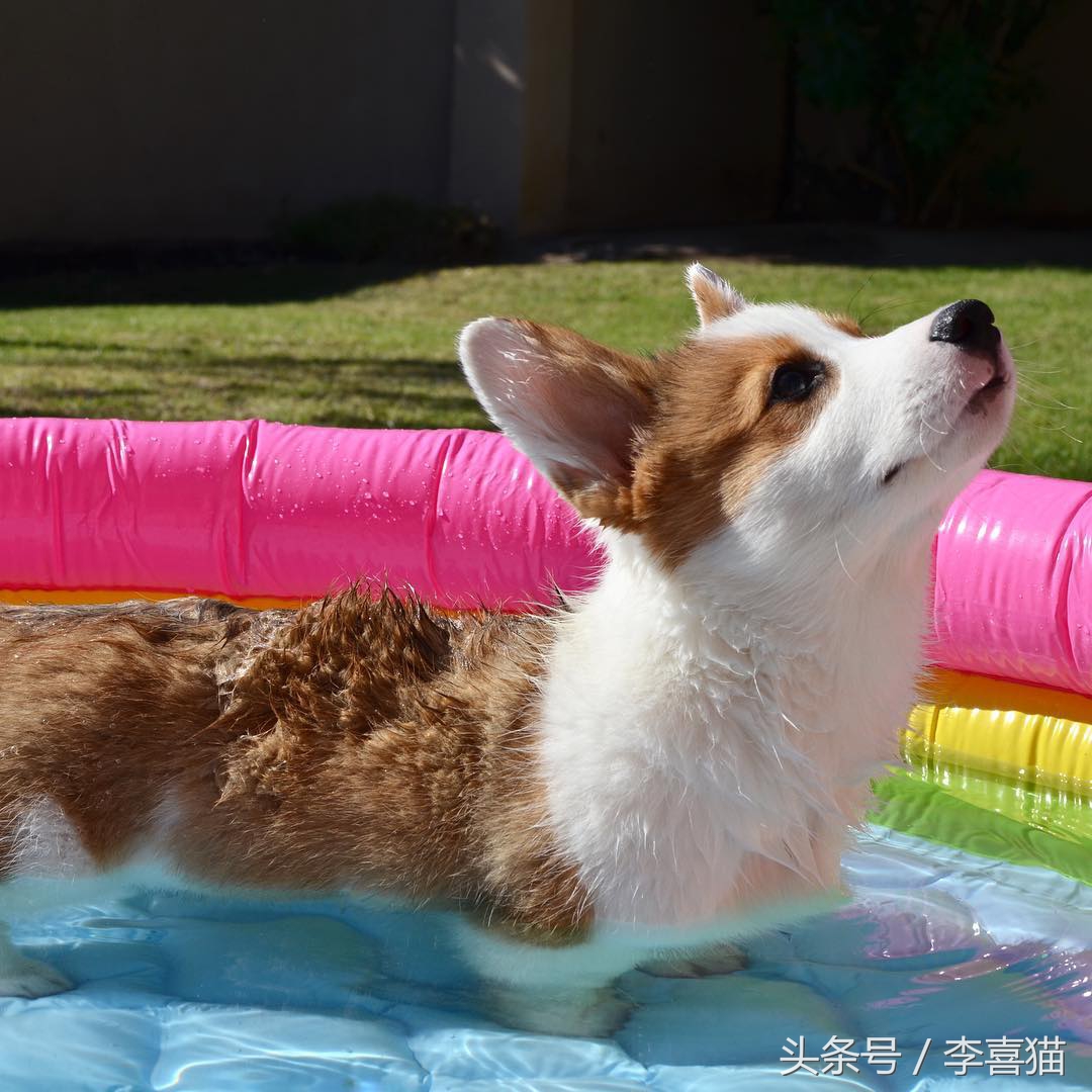 柯基最好笑的4个行为,柯基小短腿的烦恼