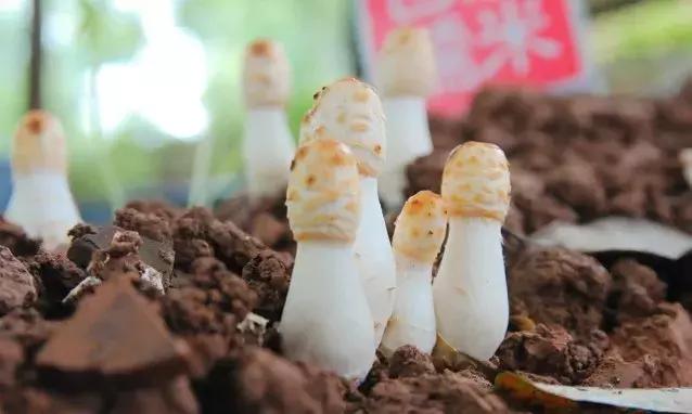 打牙祭成都,每周打牙祭