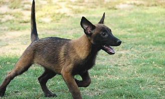 小马犬拉稀带点血怎么回事,成年马犬拉稀带血没精神