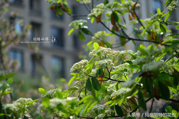 石楠花的气味是怎样的,石楠花的味道和什么植物差不多